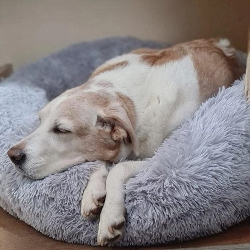 Hund- och kattsoffa - Rund modell med upphöjd